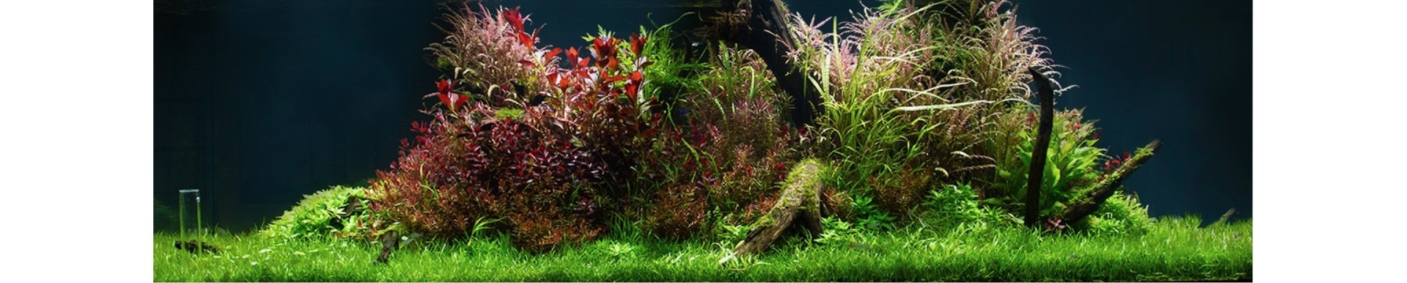 D-D Aqua Pro Freshwater & Aquascaper Aquarium Range | Aquatech Aquariums