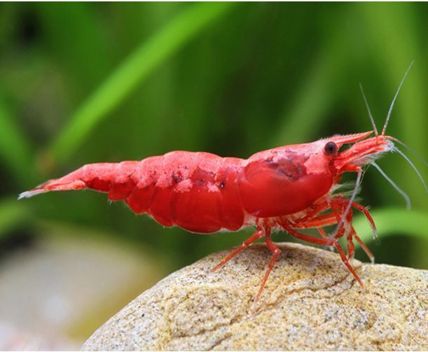 Cherry shrimp goldfish best sale