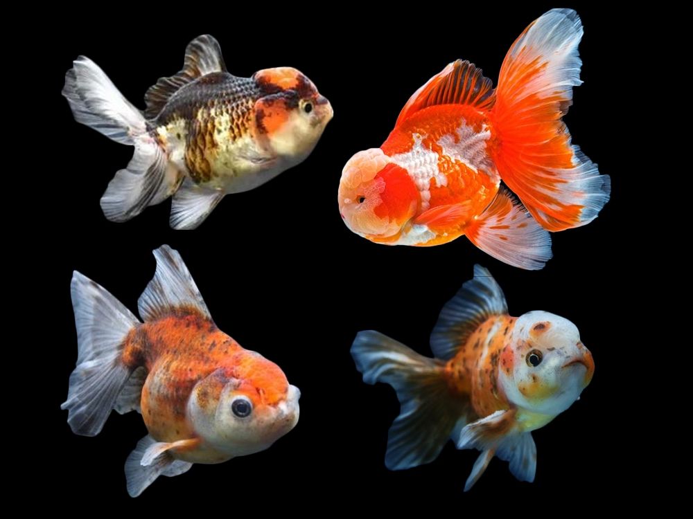 Fancy Goldfish Oranda Hi Head