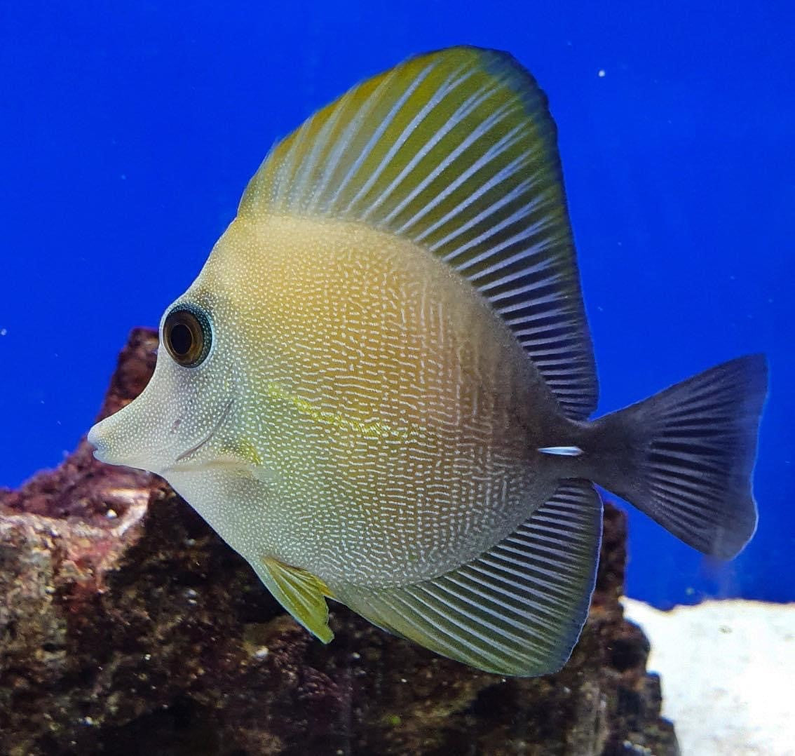 Brown Sailfin "Scopas" Tang (Zebrasoma Scopas)