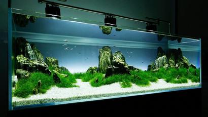 D-D Aqua Pro Aquascaper | Aquatech Aquariums