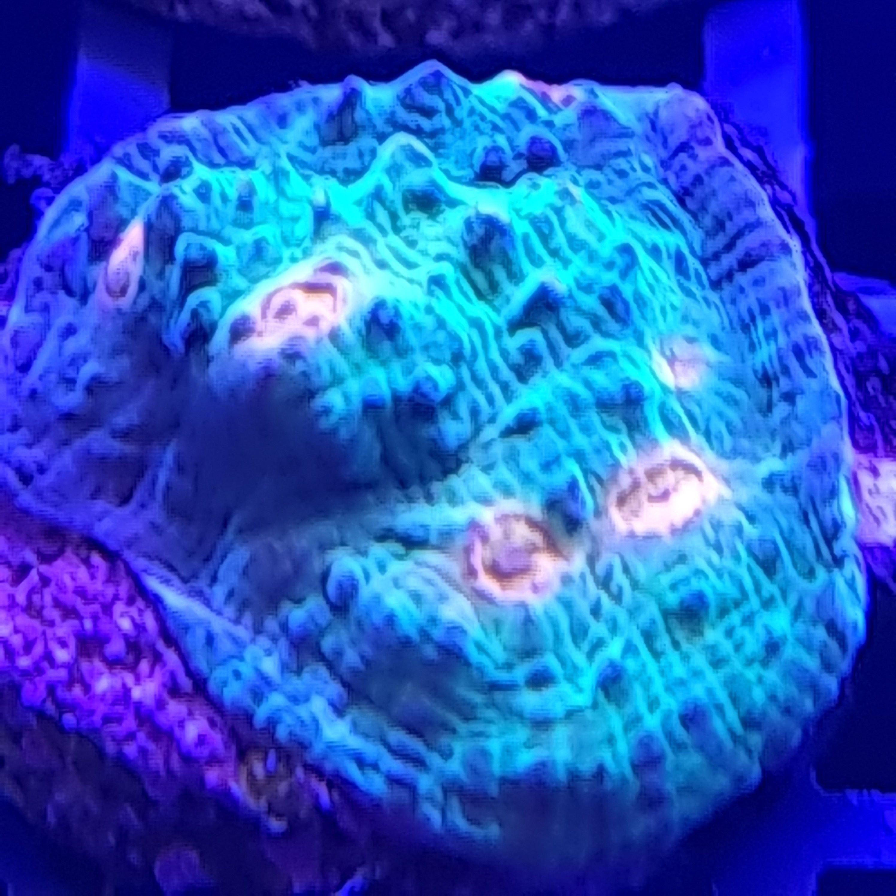 Echinophyllia Chalice Coral 'Mummy Eye'