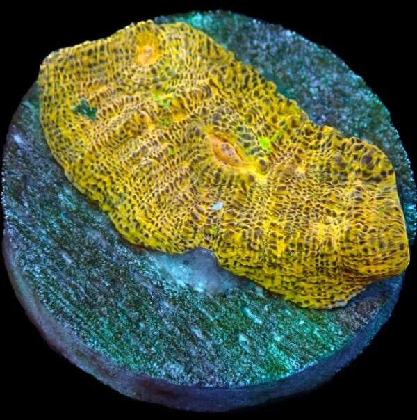 Echinophyllia Chalice Coral '24K'