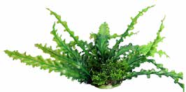 EcoScape Fountain Medium Ruffled Lace Plant Green 20cm