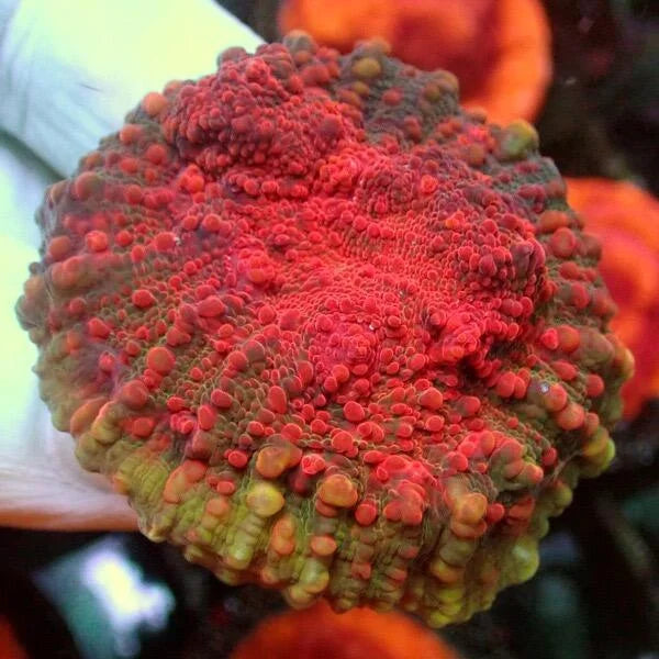 Echinophyllia Chalice Coral 'Cherry Garcia Chalice'