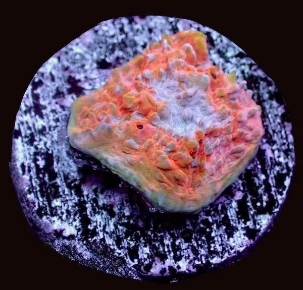 Echinophyllia Chalice Coral 'Dreamscape'