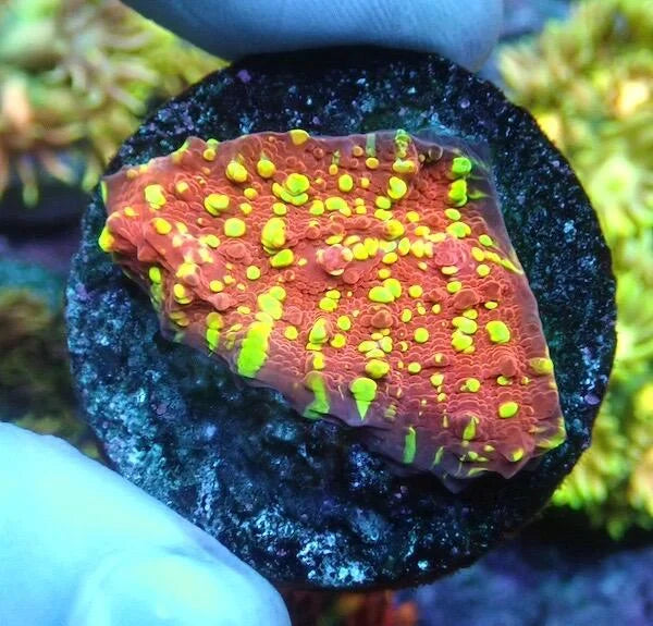 Echinophyllia Chalice Coral 'Insane Carnival'