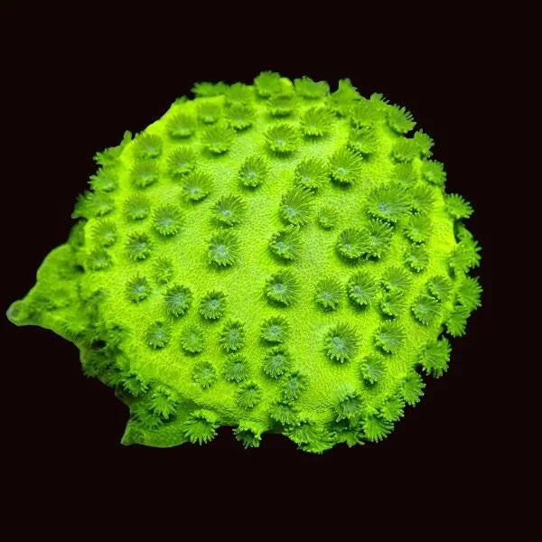 Cyphastrea Coral 'Metallic Green'