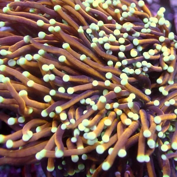 Euphyllia Torch Coral 'Salted Egg'