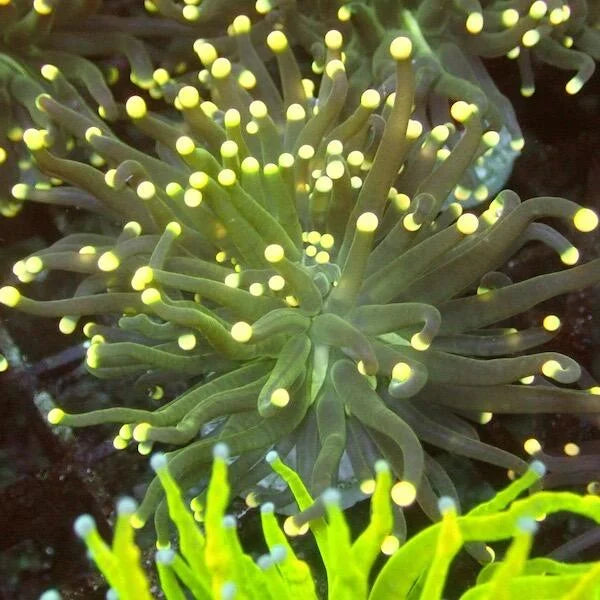 Euphyllia Torch Coral 'Glow Tip'