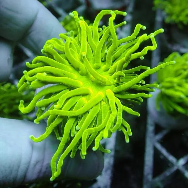 Euphyllia Torch Coral 'Hulk'