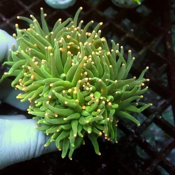 Euphyllia Torch Coral 'Rasta'