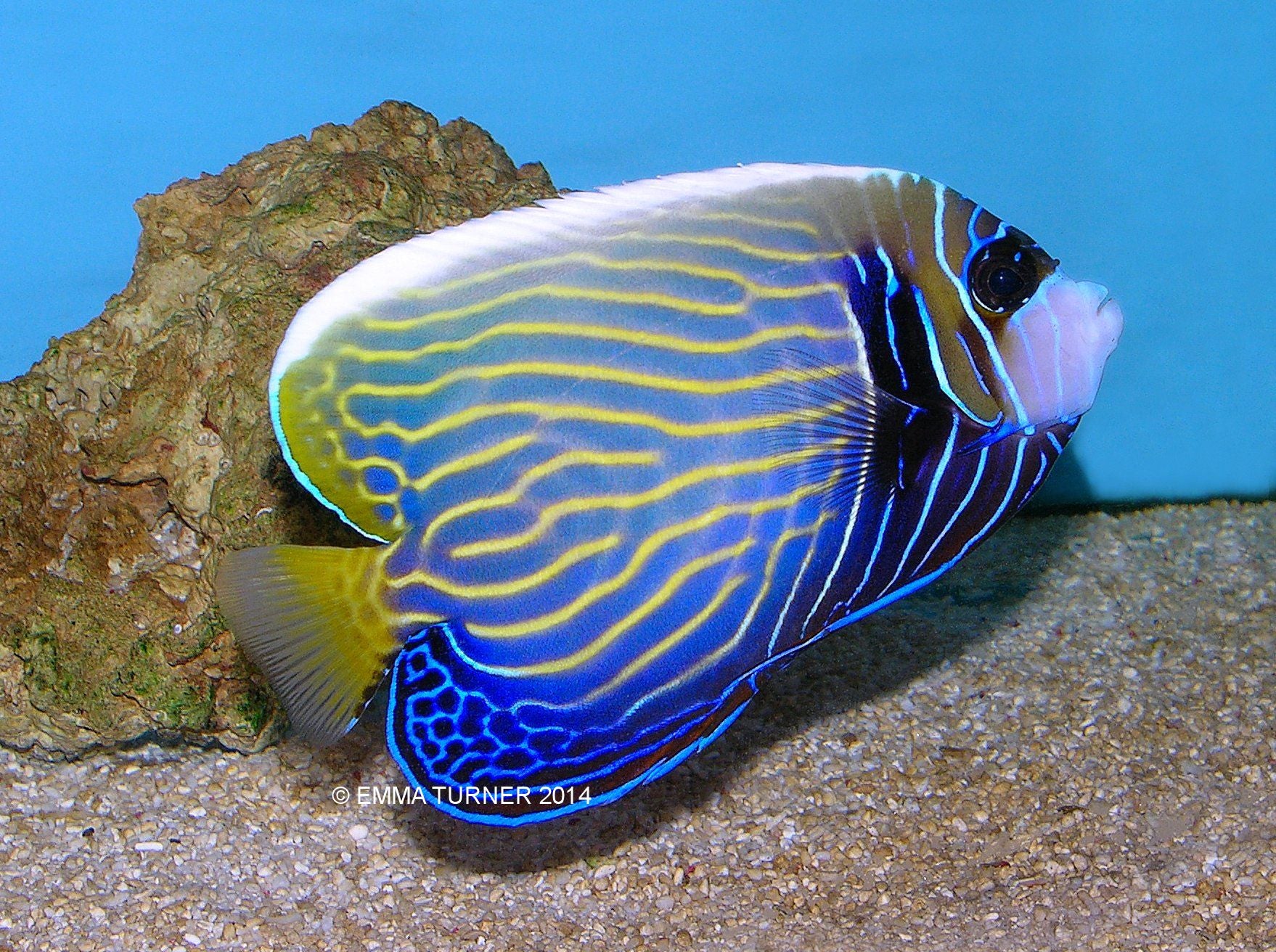 Emperor Angel Adult (Pomacanthus imperator)