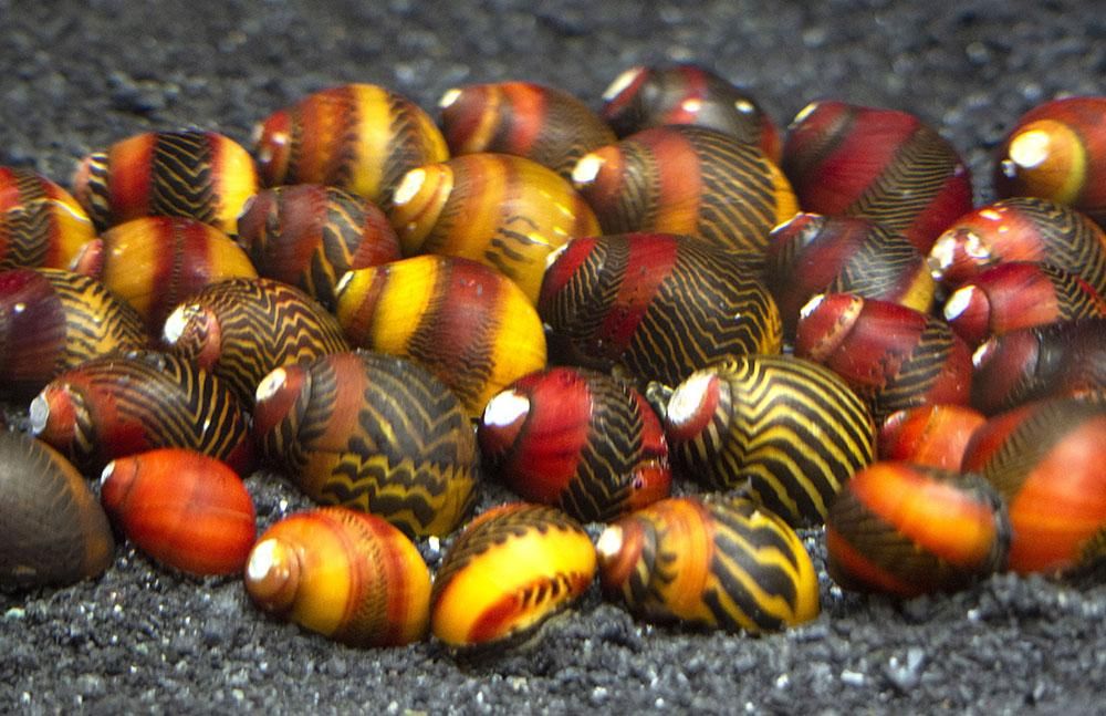 Assorted Nerite Snails