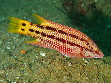 Mexican Hogfish (Bodianus diplotaenia)