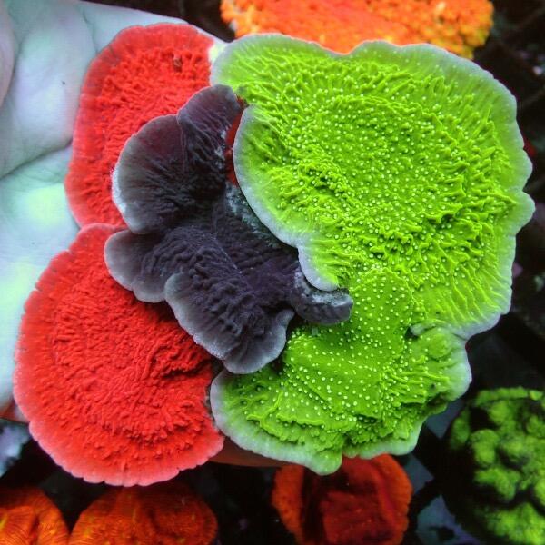Montipora Plate Coral GARDEN - 3 Colour