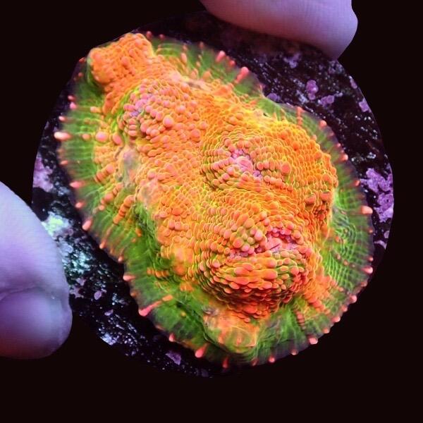 Echinophyllia Chalice Coral 'Fireball'