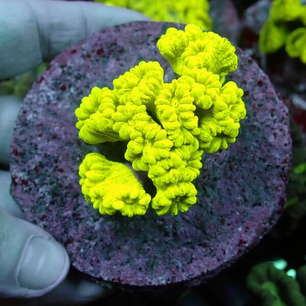 Caulastrea Candy Cane Coral 'Fluorescent Green' 4 polyps