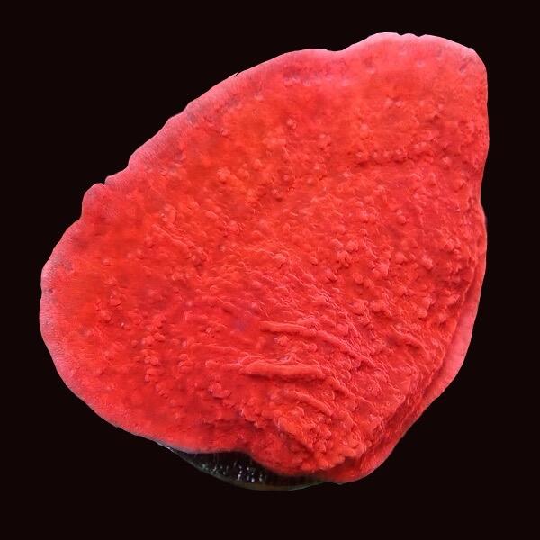Montipora Plate Coral 'Red'