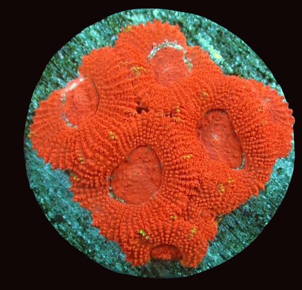 Micromussa (Acan Lordhowensis)- Red