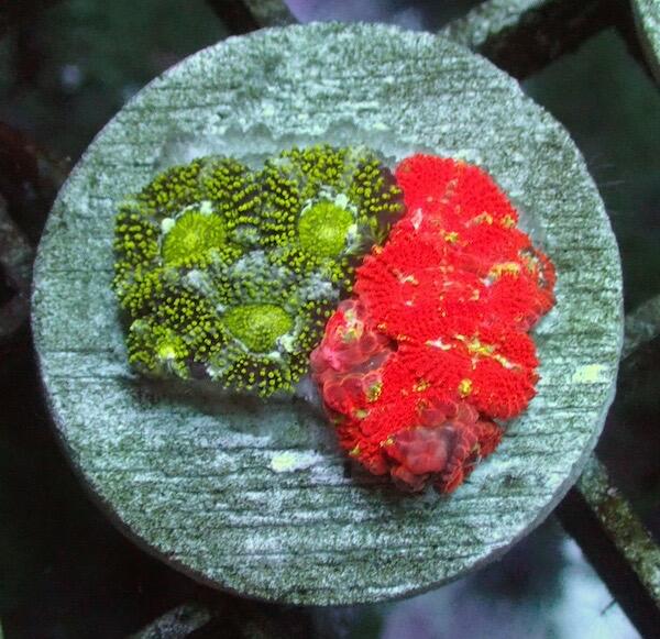 Micromussa (Acan Lordhowensis)- Red/ Green Garden