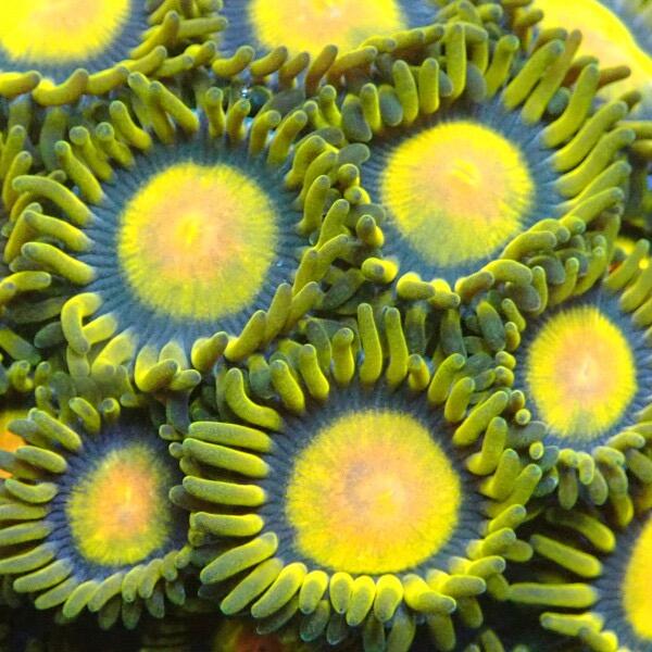 Zoanthid 'Tutti Frutti' (2+ Polyps)