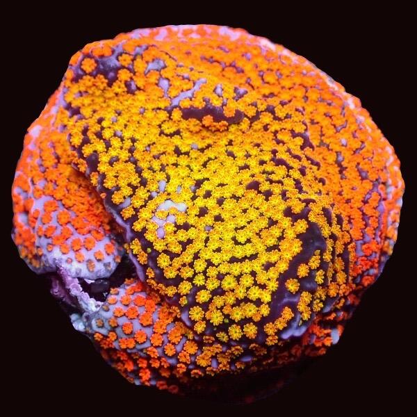 Montipora sp. 'Rainbow' - Aquatech Aquariums