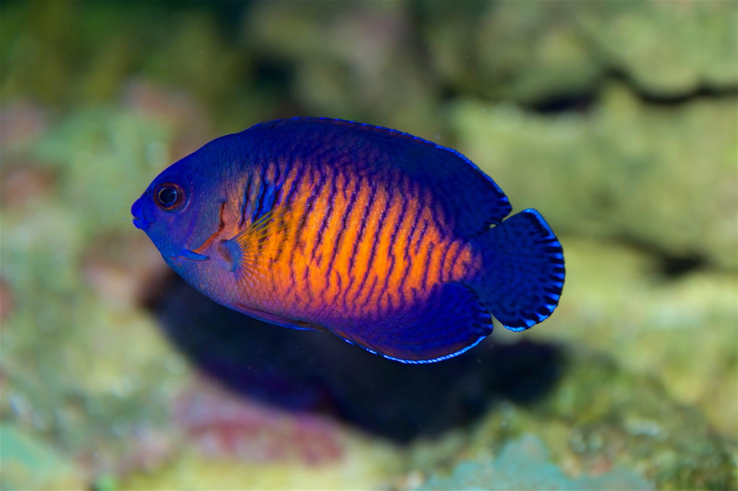 Coral Beauty Angel (Centropyge bispinosa)