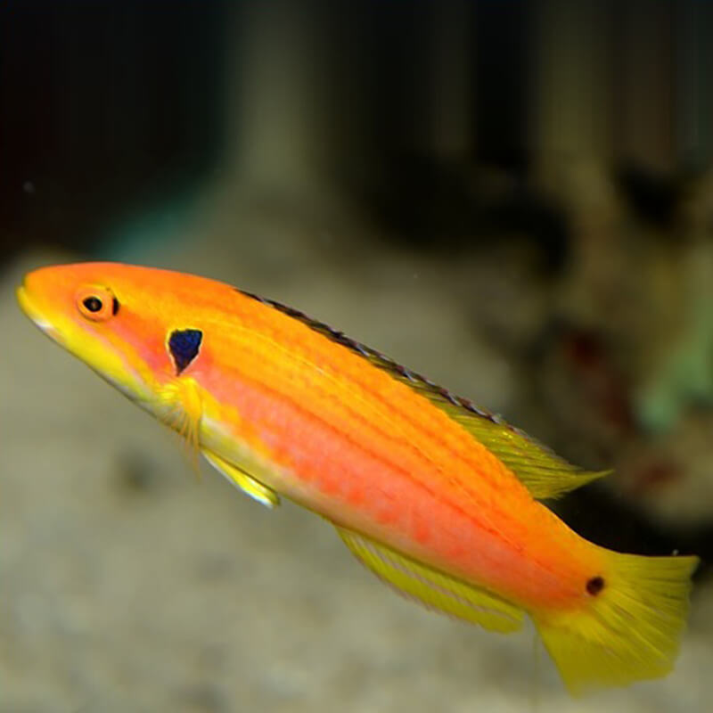 Candy Cane Hogfish (Bodianus sepiacaudus)