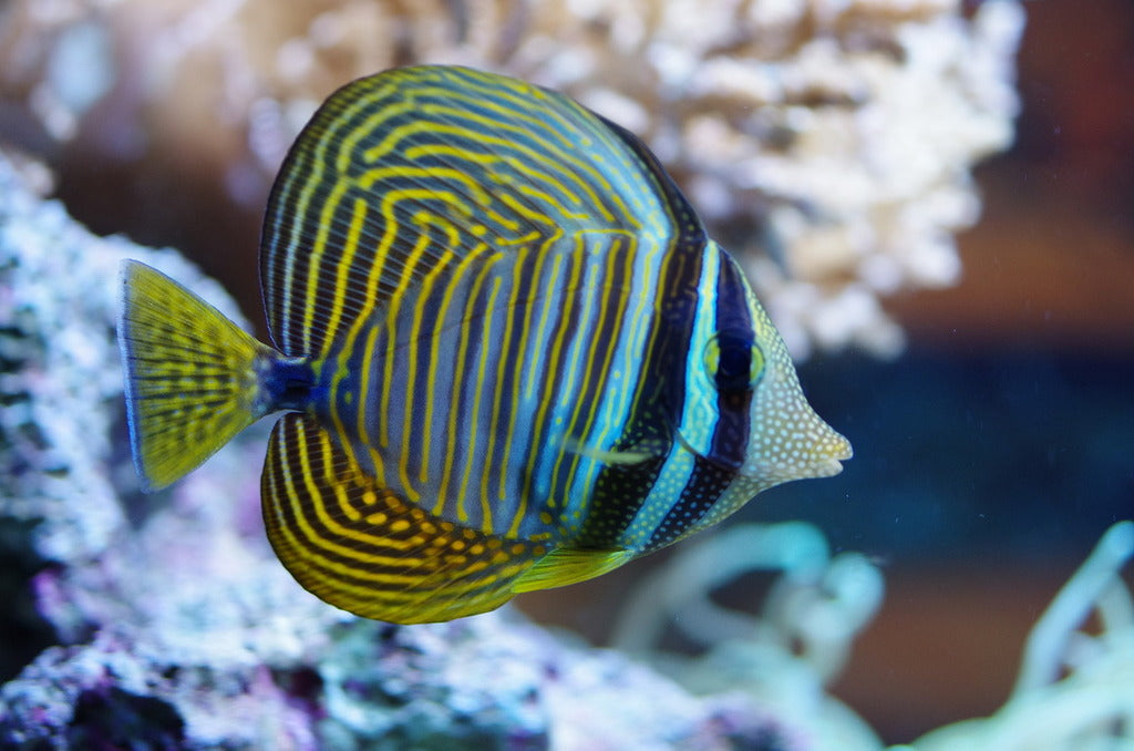 Sailfin Tang - West Indo Pacific