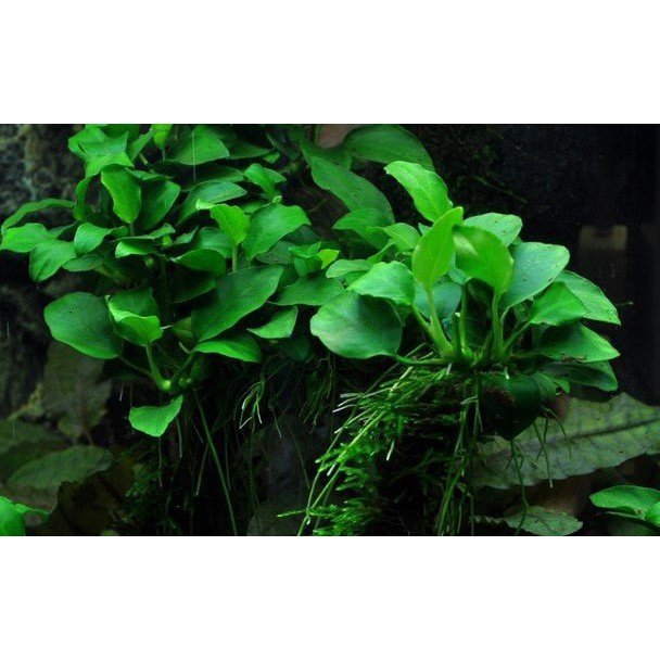 Potted Plant - Anubias barteri 'Petite' - Aquatech Aquariums