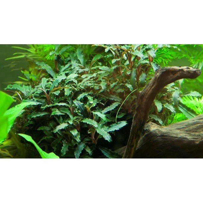 Potted Plant - Bucephalandra sp. 'Red' - Aquatech Aquariums