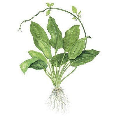 Potted Plant - Echinodorus grisebachii 'Bleherae' - Aquatech Aquariums