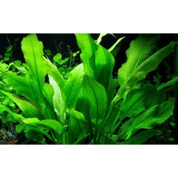 Potted Plant - Echinodorus grisebachii 'Bleherae' - Aquatech Aquariums
