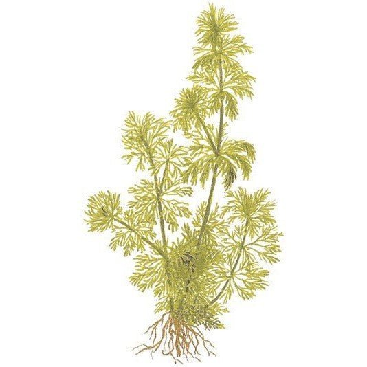 Potted Plant - Limnophila sessiliflora - Aquatech Aquariums